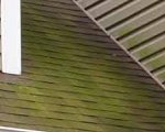 Green algae on roof shingles